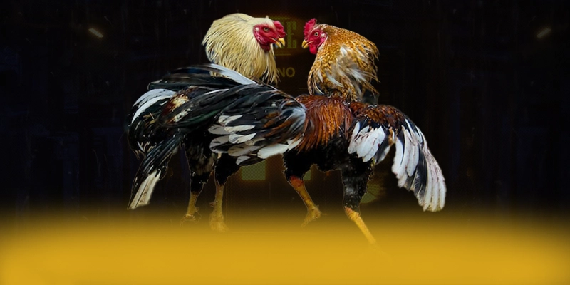 
Khám phá ngay FC88 - Cổng cá cược uy tín 2025
