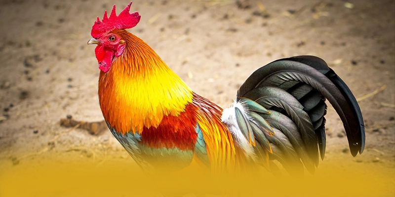 tỷ lệ kèo bóng đá – Cổng cá cược có thưởng lớn, khẳng định vị thế hàng đầu tại Việt Nam. tỷ lệ kèo bóng đá – Cổng cá cược có thưởng lớn, khẳng định vị thế hàng đầu tại Việt Nam.