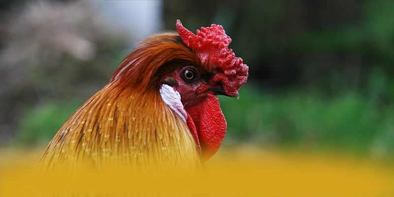 tỷ lệ kèo bóng đá - Thương hiệu ưu đãi khủng trên thị trường – Tìm hiểu tỷ lệ kèo bóng đá tỷ lệ kèo bóng đá - Thương hiệu ưu đãi khủng trên thị trường – Tìm hiểu tỷ lệ kèo bóng đá