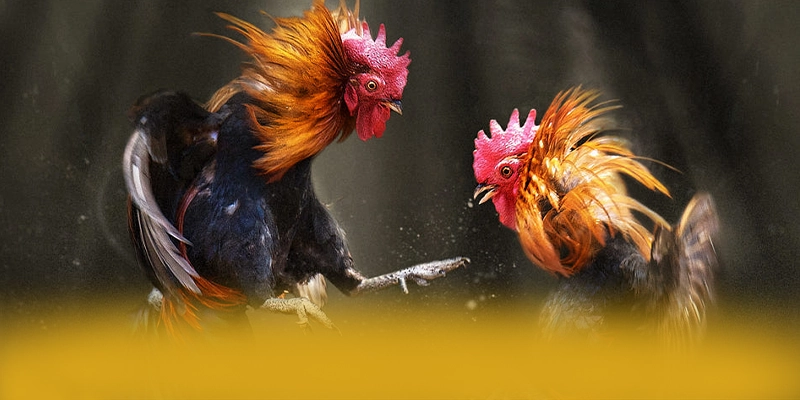 WIN79 – Nhà cái uy tín số 1, khẳng định vị thế hàng đầu tại Việt Nam.