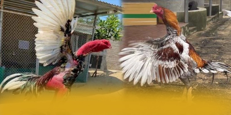 W88 - Lời kết với đầy đủ ưu điểm nổi bật. W88 - Lời kết với đầy đủ ưu điểm nổi bật.