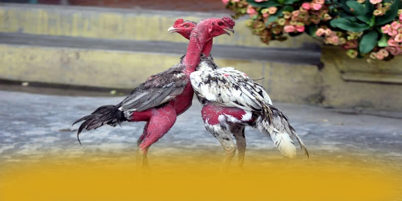 conga6789 - Cổng trò chơi được cộng đồng yêu thích nhất tại Việt Nam – Khám phá kho trò chơi của conga6789