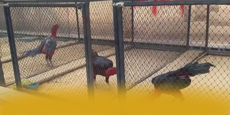 conga6789 - Sảnh game cam kết bảo vệ người chơi tuyệt đối được đánh giá cao – Khám phá độ uy tín của conga6789