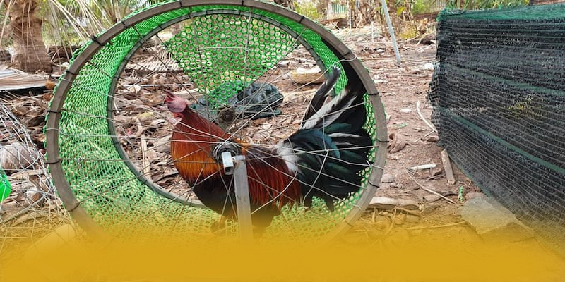 CONGA6789 – Thương hiệu được nhiều người chơi lựa chọn, được cộng đồng game thủ tin tưởng.