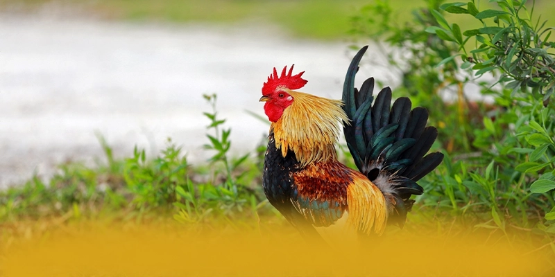 UU88 - Cổng game bài đáng trải nghiệm trên thị trường