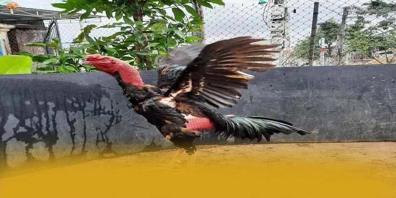 Trải nghiệm RR99 - Cổng game bài hàng đầu Việt Nam cho người chơi
Trải nghiệm RR99 - Cổng game bài hàng đầu Việt Nam cho người chơi